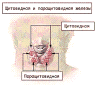 gipoparatireoz20.png